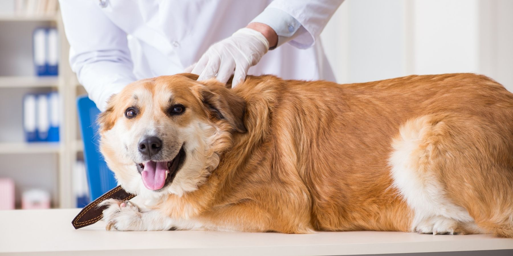 Best Diet for Dogs with Collapsed Trachea: Nutrition Guide Understanding Collapsed Trachea in Dogs